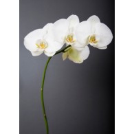 Sugar Flowers: Orchids Course